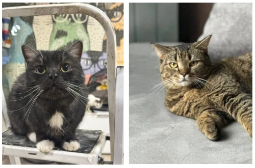 Студия «ПолПятого» поддержала благотворительную акцию «Новогоднее чудо для котика»!